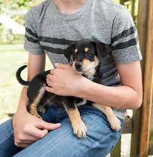 Boy With Black Dog